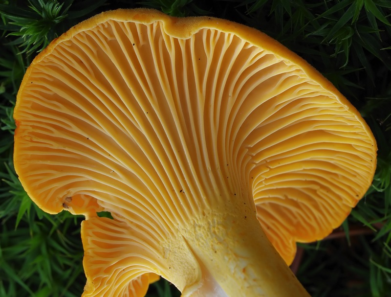 Cantharellus cibarius
