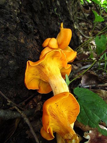Faux Clitocybe Lumineux