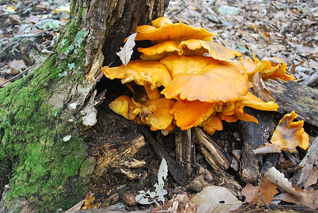 Faux Clitocybe Lumineux