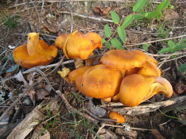 Faux Clitocybe Lumineux