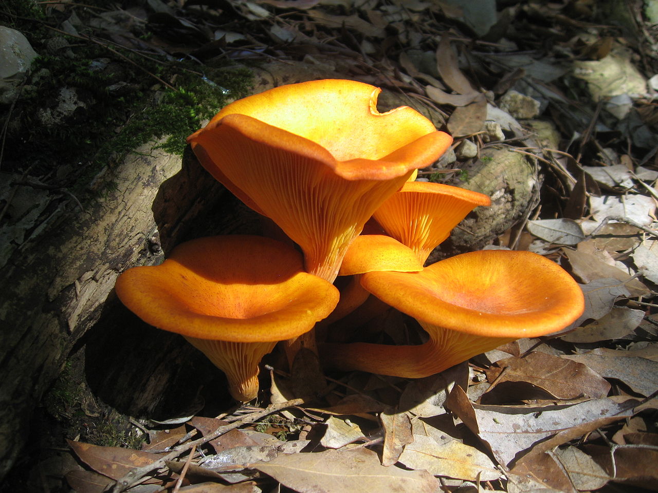 Clitocybe de l'olivier