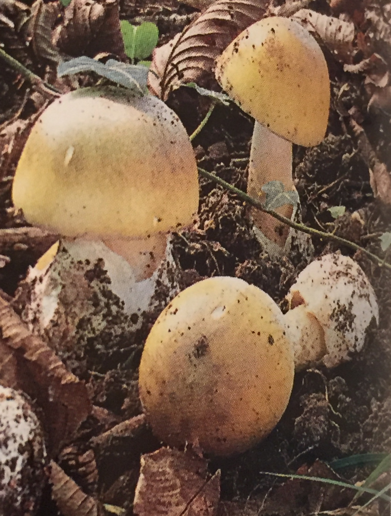 Amanite Phalloïde