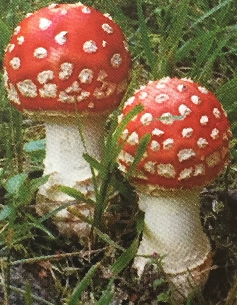 Amanite Tue-mouche