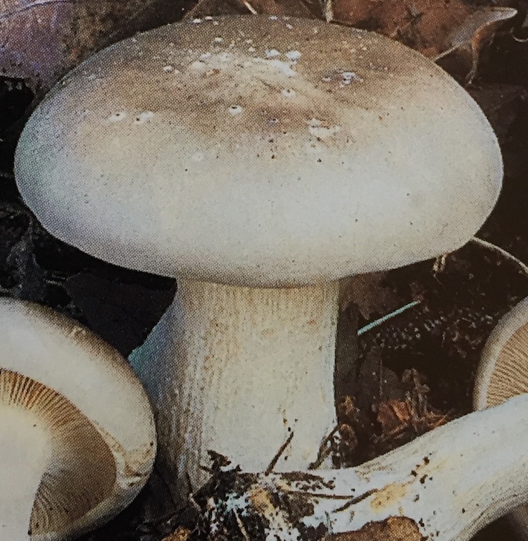 Clitocybe Nebuleux