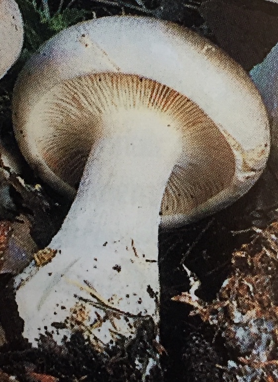 Clitocybe Nebuleux