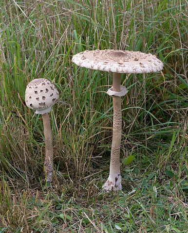 Amanite Phalloïde