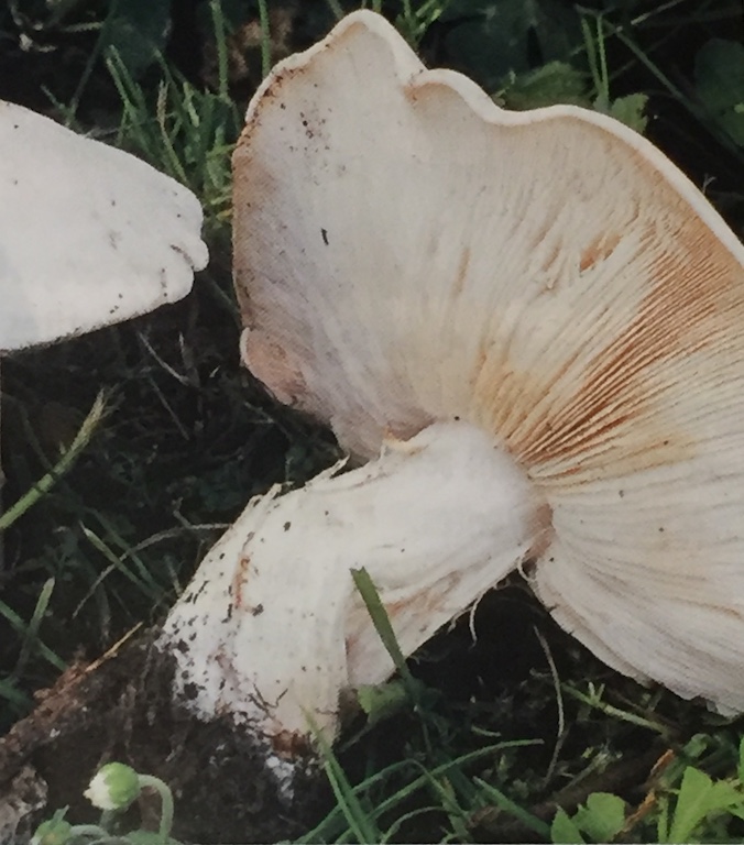 Tricholome de la Saint-Georges