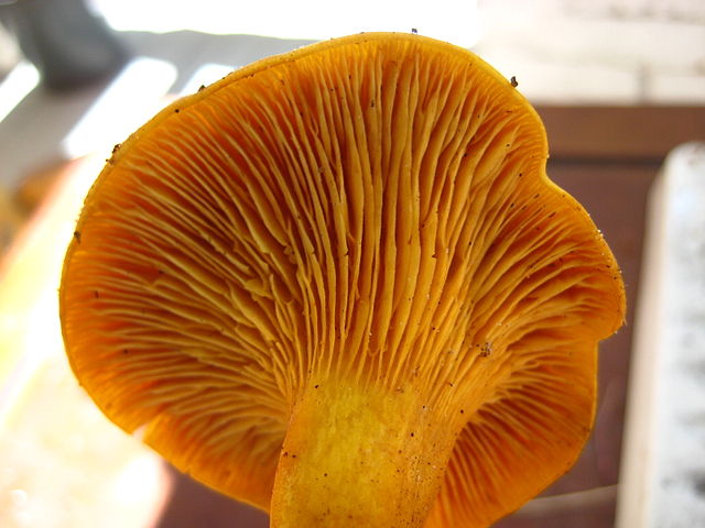 Faux Clitocybe Lumineux